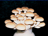 Mass cultivation of brown beech mushrooms