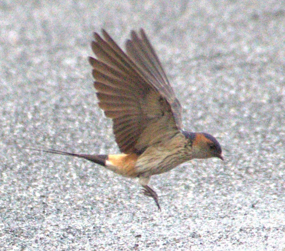 Migratory birds of Tamashima