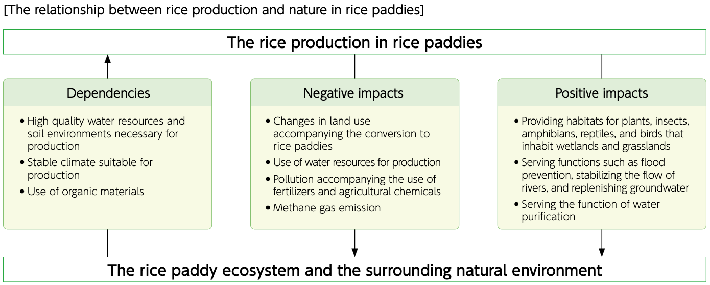 The relationship between rice production and nature in rice paddies