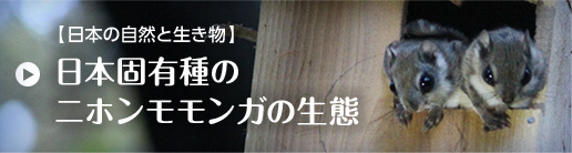 【日本の自然と生き物】日本固有種のニホンモモンガの生態