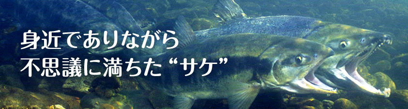 身近でありながら不思議に満ちた“サケ” 