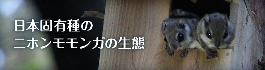 日本固有種のニホンモモンガの生態