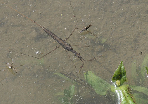 ミズカマキリ(タイコウチ科)