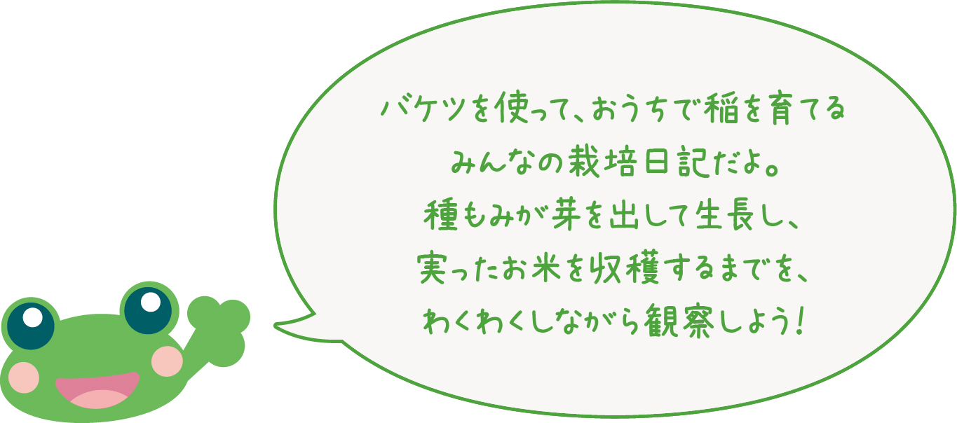 バケツを使って、おうちで稲を育てる
みんなの栽培日記だよ。
種もみが芽を出して生長し、
実ったお米を収穫するまでを、
わくわくしながら観察しよう!