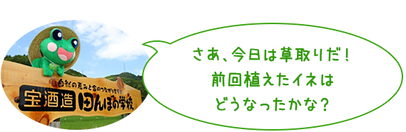さあ、今日は草取りだ！<br>
前回植えたイネはどうなったかな？