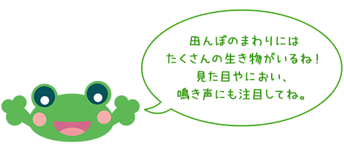 田んぼのまわりには
たくさんの生き物がいるね！
見た目やにおい、
鳴き声にも注目してね。
