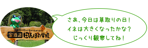 さあ、今日は草取りの日！
イネは大きくなったかな？
じっくり観察してね！