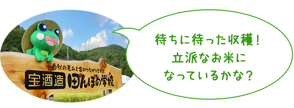待ちに待った収穫！立派なお米になっているかな？