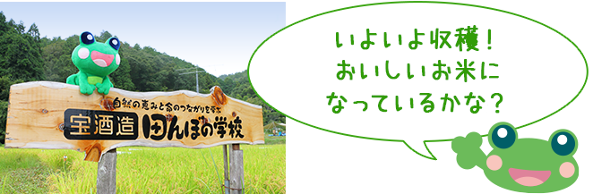 いよいよ収穫!
おいしいお米に
なっているかな?