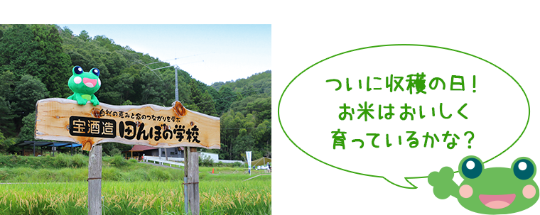 ついに収穫の日！ お米はおいしく育っているかな？