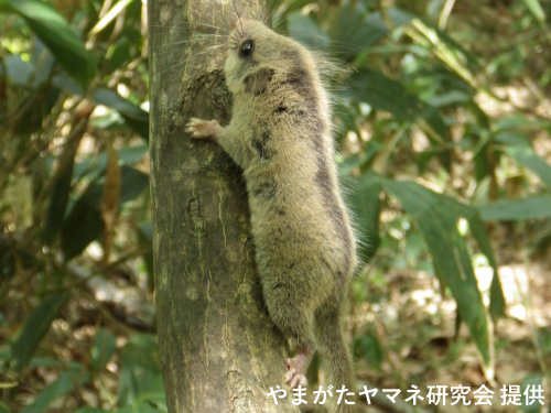 森林・草原や水辺の自然環境を守る活動や研究を助成しています。